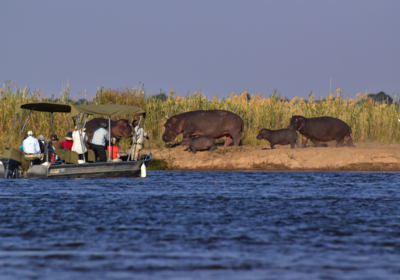 Boat Cruise with Hippos